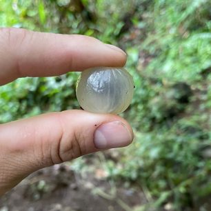 iči tady roste u cesty, jako u nás jablka