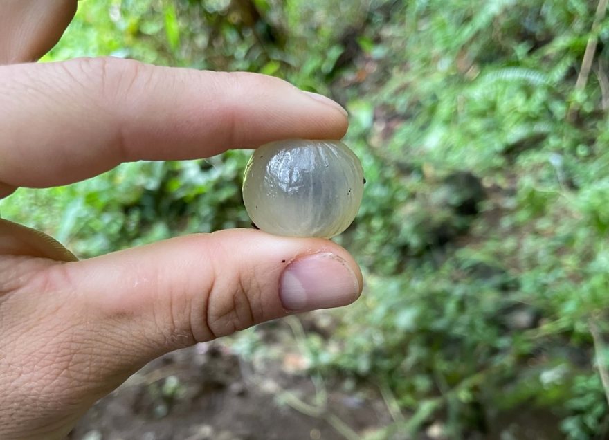 iči tady roste u cesty, jako u nás jablka