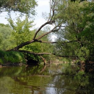 V takové přírodě teče Dyje velký kus své cesty