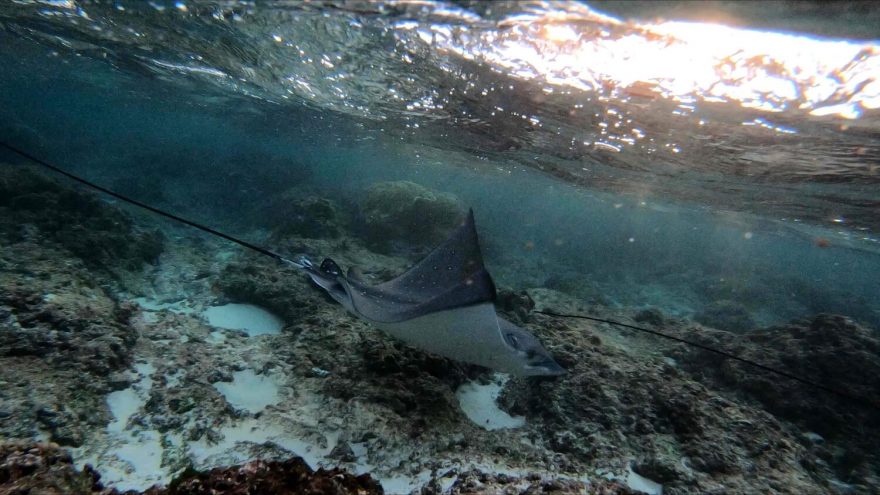 Potkali jsme i rejnoka