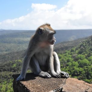 Opice jsme potkávali na každém kroku