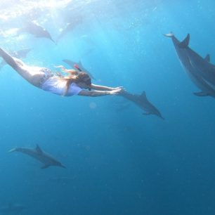 Plavání s delfíny je krásný zážitek.