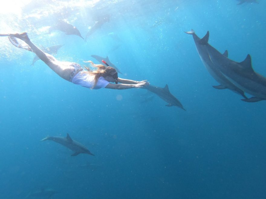 Plavání s delfíny je krásný zážitek.