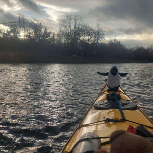 Když dost foukalo, tak i tučňáček zvedal křidélka.