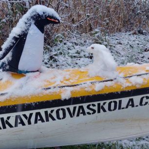 Tučňáček má kamaráda