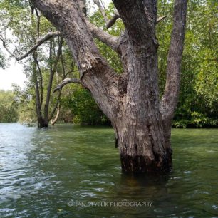 Přílivem zaplavený mangrovový les.
