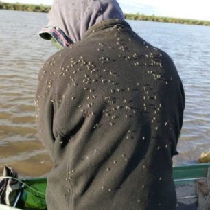 Když se komáři unaví bzučením u hlavy, odpočívají na zádech.