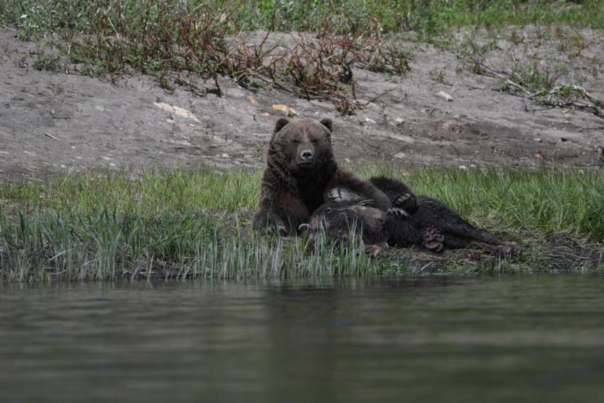 Medvěd Grizzly