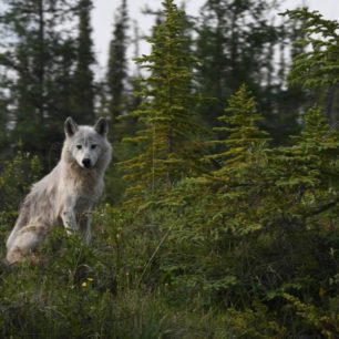 Arktický (tundrový) vlk