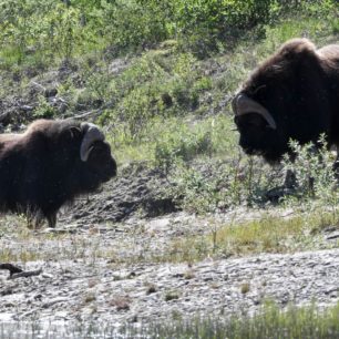 Pižmoni spolu vždy komunikují dlouhým pohledem do očí.
