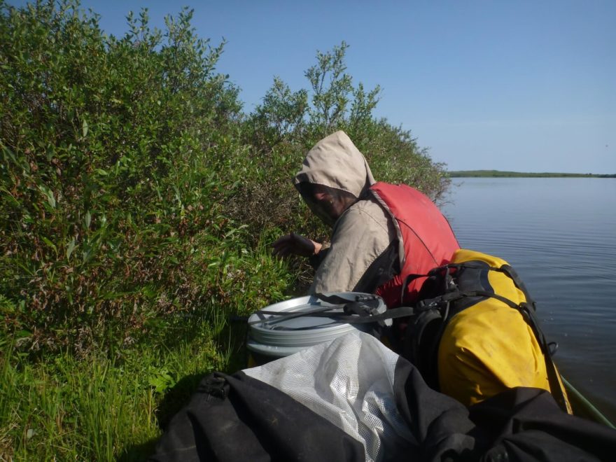 Po 300 km podél pobřeží Arktického oceánu jsme vpluli do vnitrozemských jezer plných moskytů. Zde jsme jen kousek od Tuktoyaktuku.