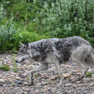 Vlka je snadné vidět na kamenitém pobřeží, jak pátrá po husách a kachnách.