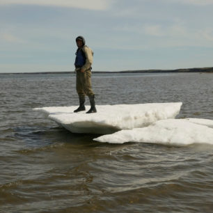 Kry na mělčinách, které zde uvázly po velkém přílivu.