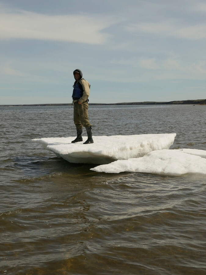 Kry na mělčinách, které zde uvázly po velkém přílivu.