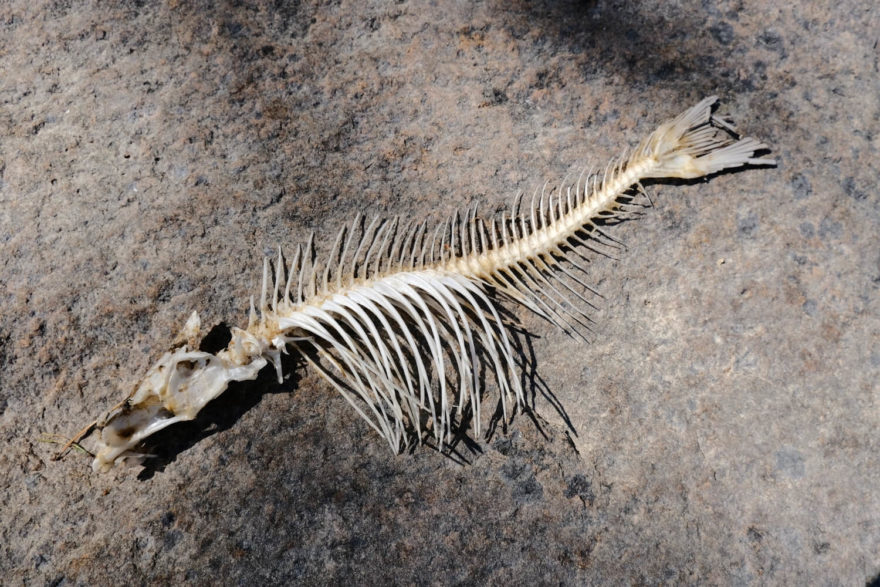 Zákon přírody. Jedno zvíře se stalo potravou jiného.