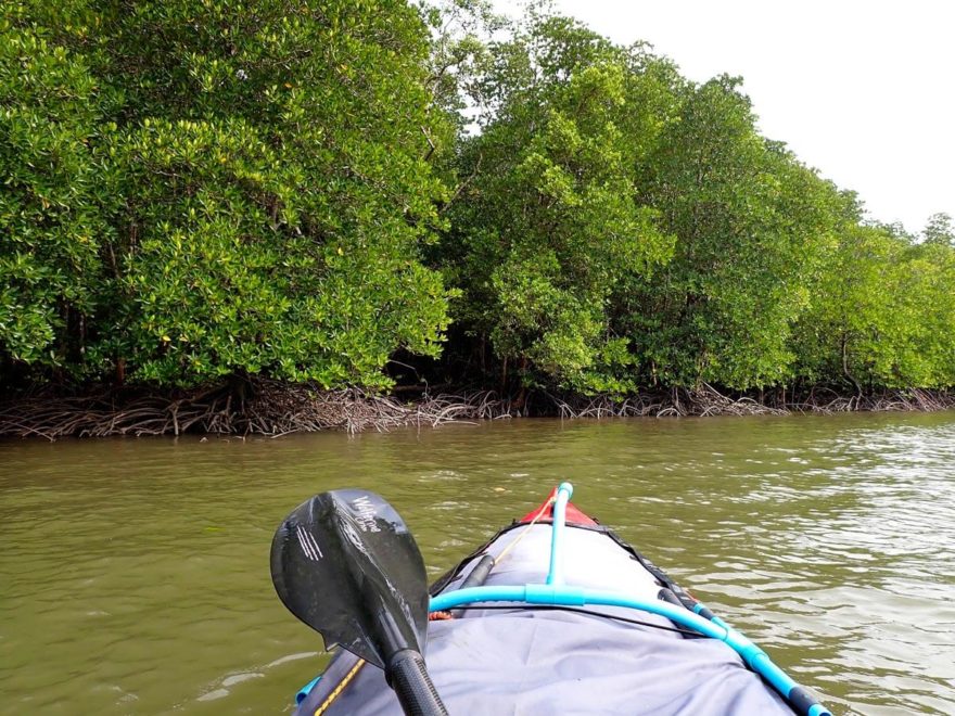 Břehy toku tvoří hustě propletené kořeny mangrove.
