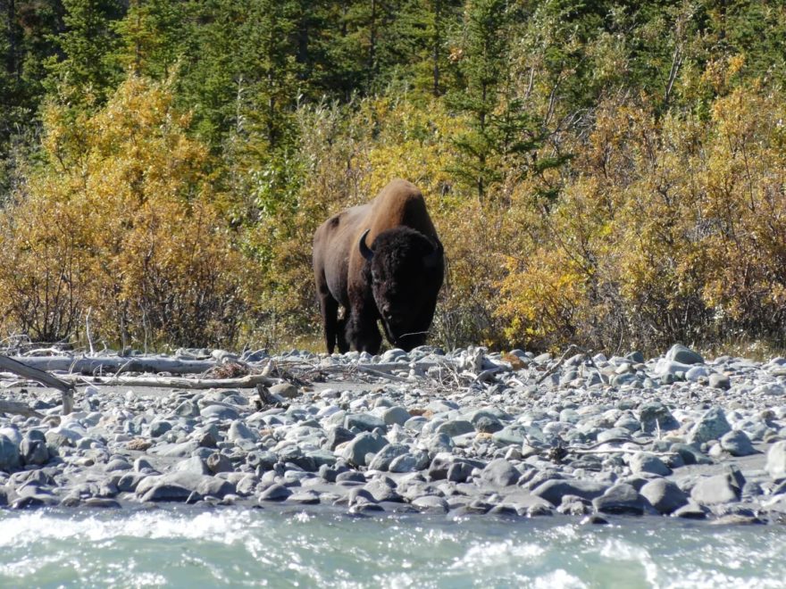 Setkání s divoce žijícími zvířaty je vždy silným zážitkem.