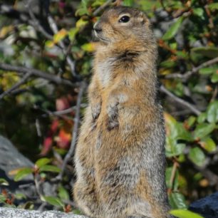 Setkání s divoce žijícími zvířaty je vždy silným zážitkem.