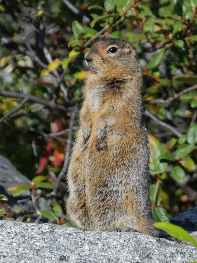 Setkání s divoce žijícími zvířaty je vždy silným zážitkem.