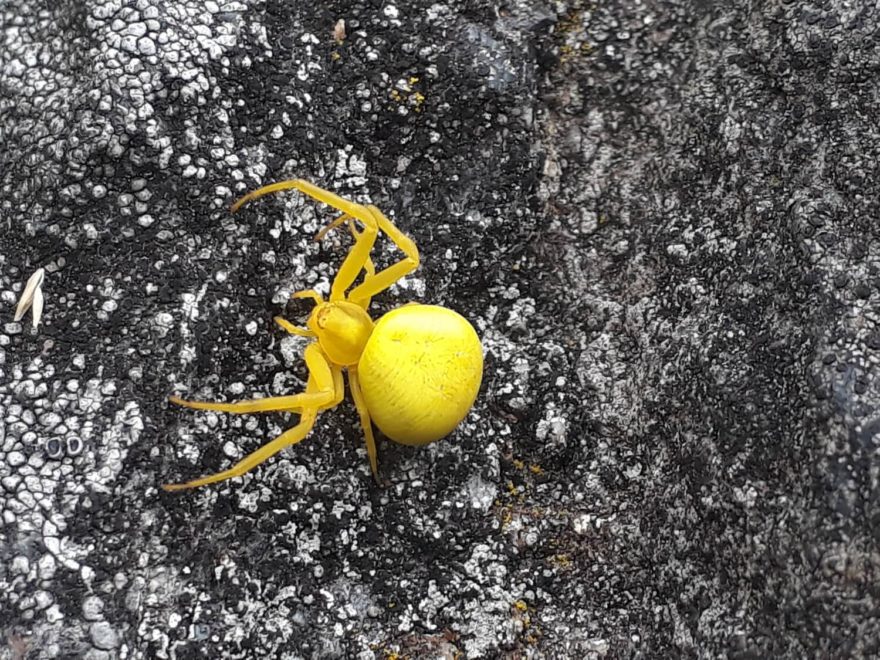I na taková "zvířátka" se dá ve Švédsku narazit.