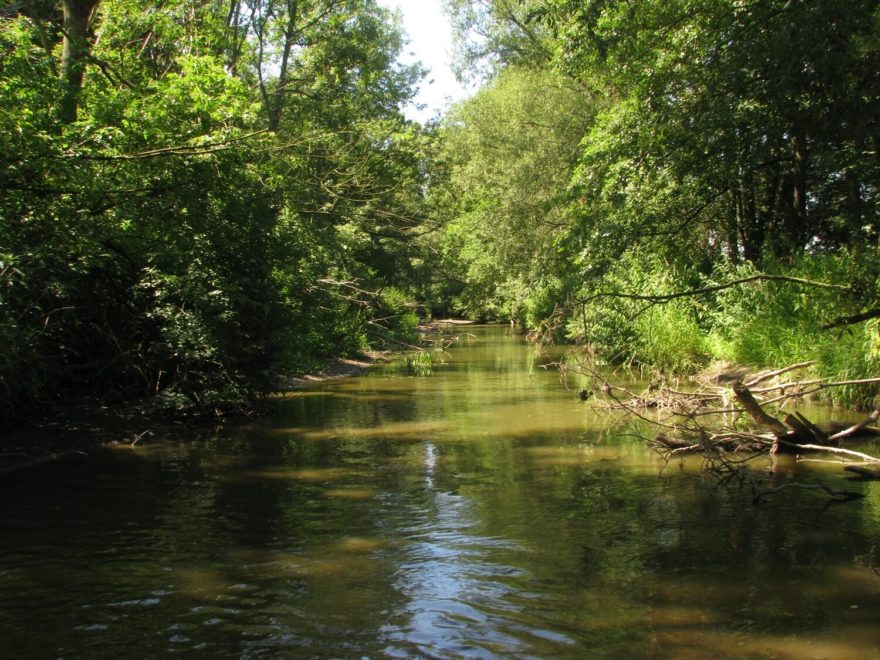Oskava v lesním úseku v blízkosti Žerotína (cca ř. km 8,5).