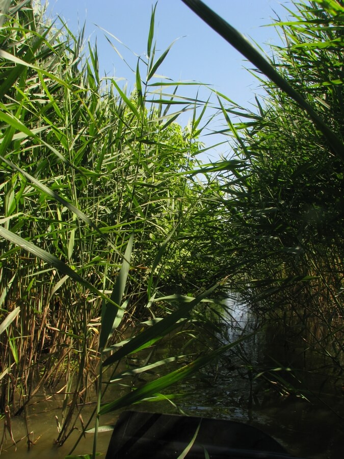 Plavba v asijském stylu.