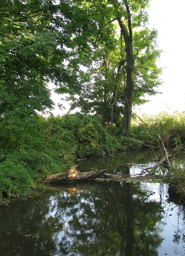 Mrtvé dřevo nad Novou Hradečnou.