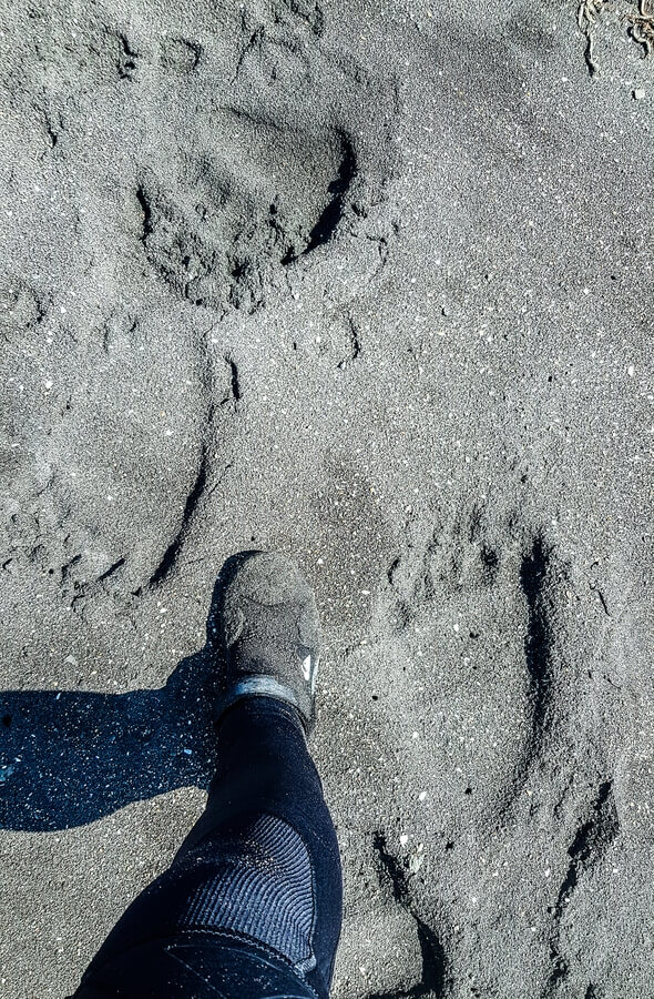 Medvědí stopy tu nejsou velká vzácnost.