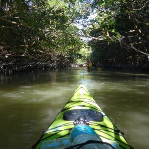 Vzhůru do porostu mangrove.