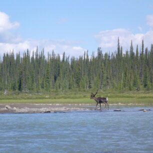 Další setkání s karibu.