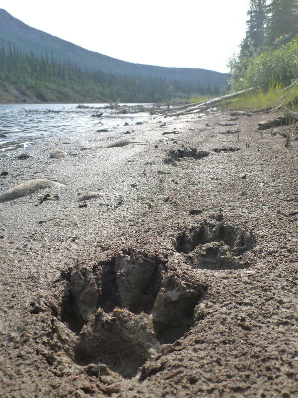 Jak je to asi dlouho, co tudy šel?