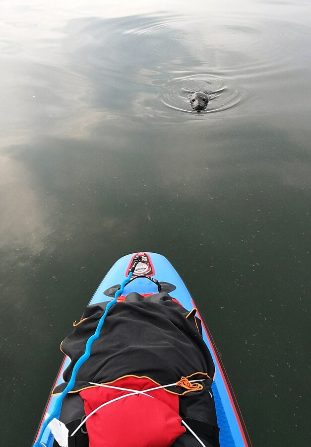 Tulení safari ve Švédsku.