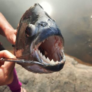 Jedna piraňa pokousala Dana, druhou jsme na oplátku snědli my.
