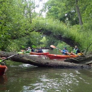 Strom v korytě může snadno způsobit vodáckou dopravní zácpu. / F: tyrolki.pl