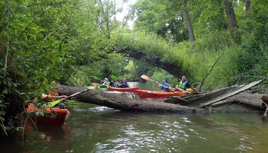 Strom v korytě může snadno způsobit vodáckou dopravní zácpu. / F: tyrolki.pl