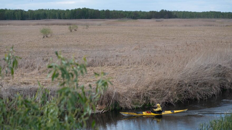 Rákosová džungle a parádní meandry na řece Biebrza.