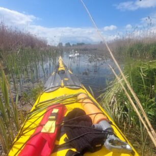 Setkání s labutěmi na řece Biebrza.
