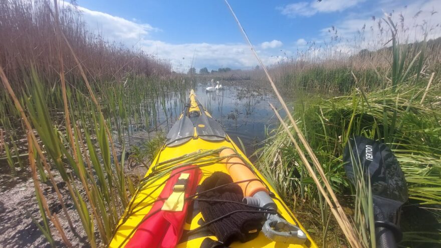 Setkání s labutěmi na řece Biebrza.