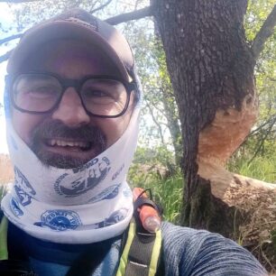 Ještě kousek a bobr bude mít padla. Stejně jako tenhle strom.