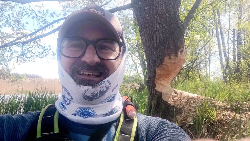 Ještě kousek a bobr bude mít padla. Stejně jako tenhle strom.