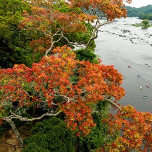 Plavba skrz džungli je překrásný zážitek. Okolní rostliny jsou často jako z jiné planety.