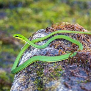 Podobných zvířat je džungle plná, takže jsme se drželi raději u řeky.
