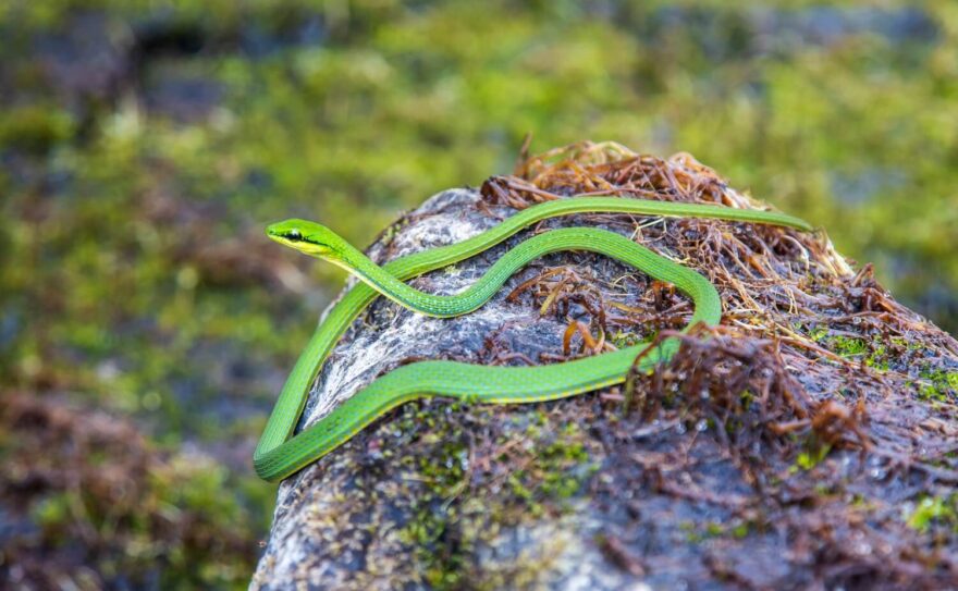 Podobných zvířat je džungle plná, takže jsme se drželi raději u řeky.