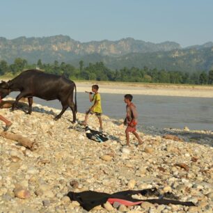 Kluci z vesnice Badigaun na soutoku Karnali a Bheri vedou domů krávu po plavení v řece. Brzy se z nich stanou naši kamarádi.