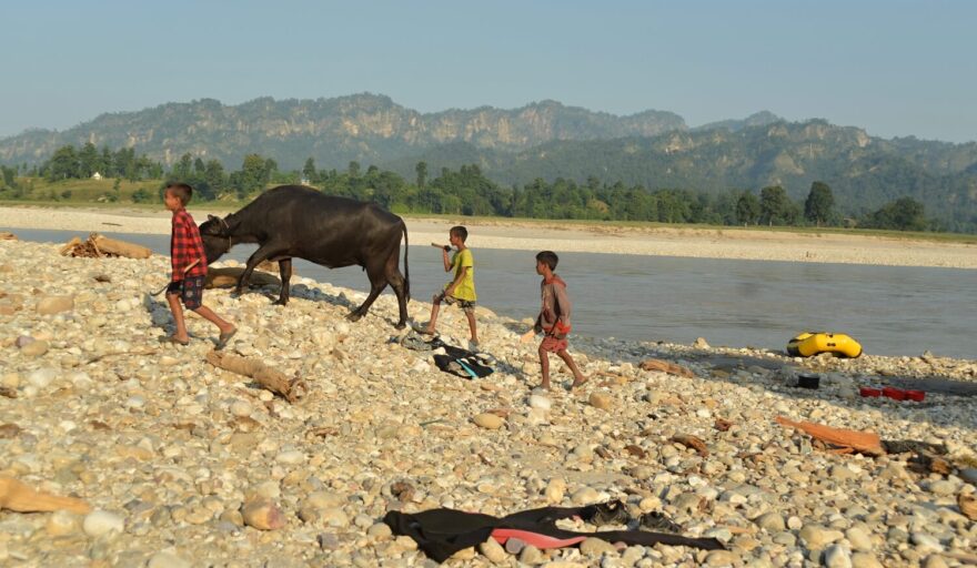 Kluci z vesnice Badigaun na soutoku Karnali a Bheri vedou domů krávu po plavení v řece. Brzy se z nich stanou naši kamarádi.