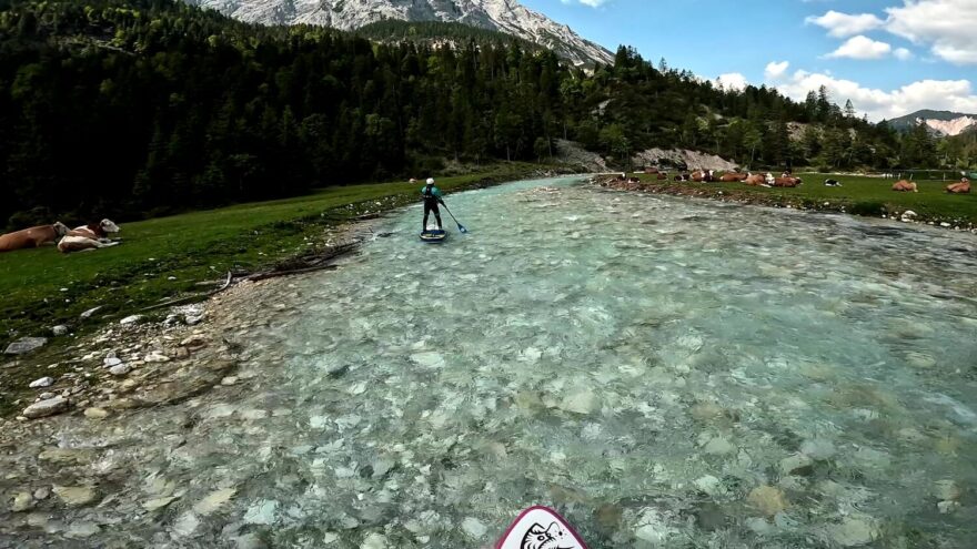 V některých místech horního úseku se zdravíme s kravami lenošícími na březích.