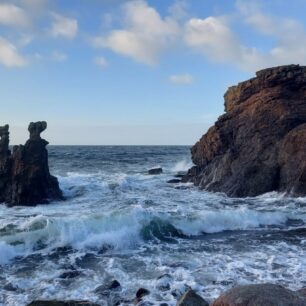 Unikátní velbloudí hlava s kamarádem lvem či psem – Kamelhovederne.
