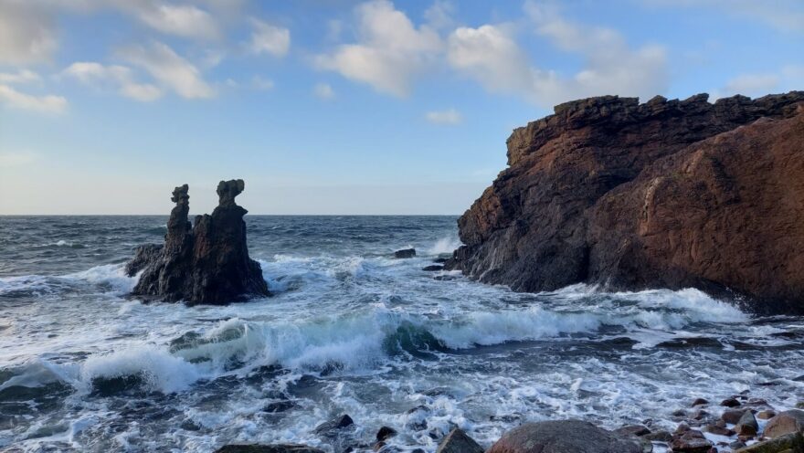 Unikátní velbloudí hlava s kamarádem lvem či psem – Kamelhovederne.