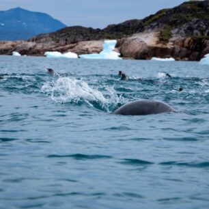Početné skupiny tuleňů.