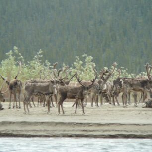 Úžasné setkání se stádem karibů.